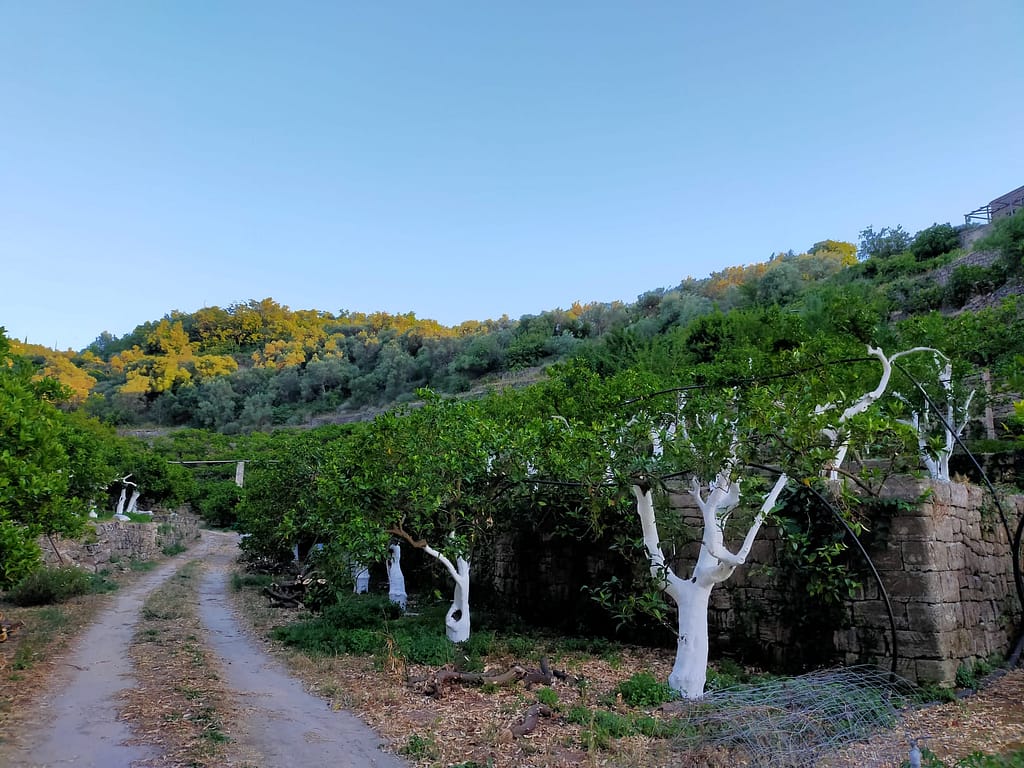 Azienda Agricola Brancato (3)