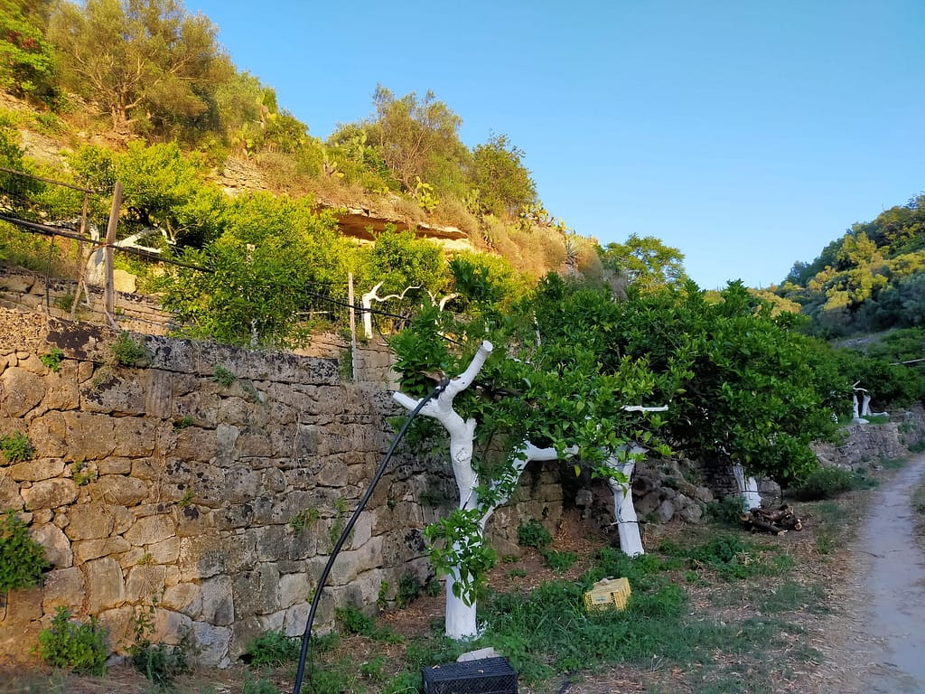 Azienda Agricola Brancato (4)