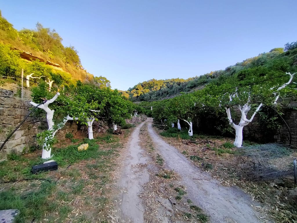 Azienda Agricola Brancato (5)
