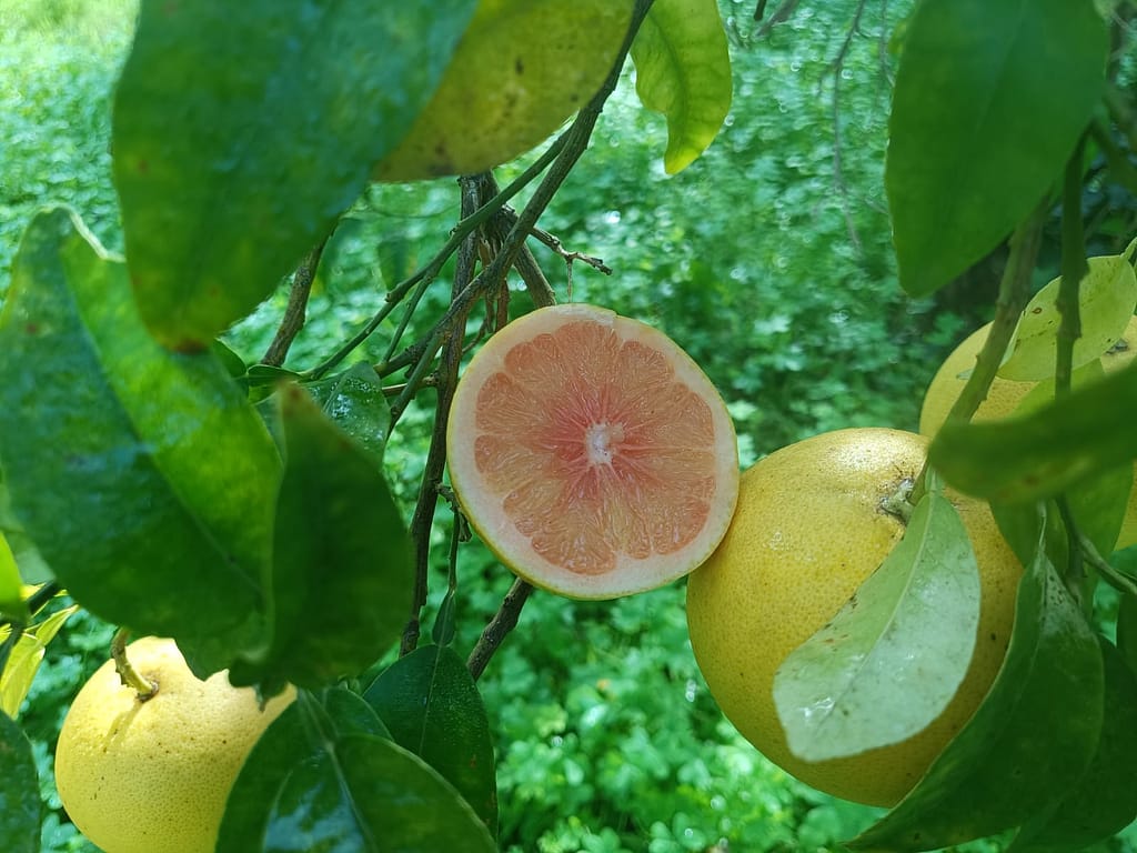 Azienda_Agricola_Ciricò (3)