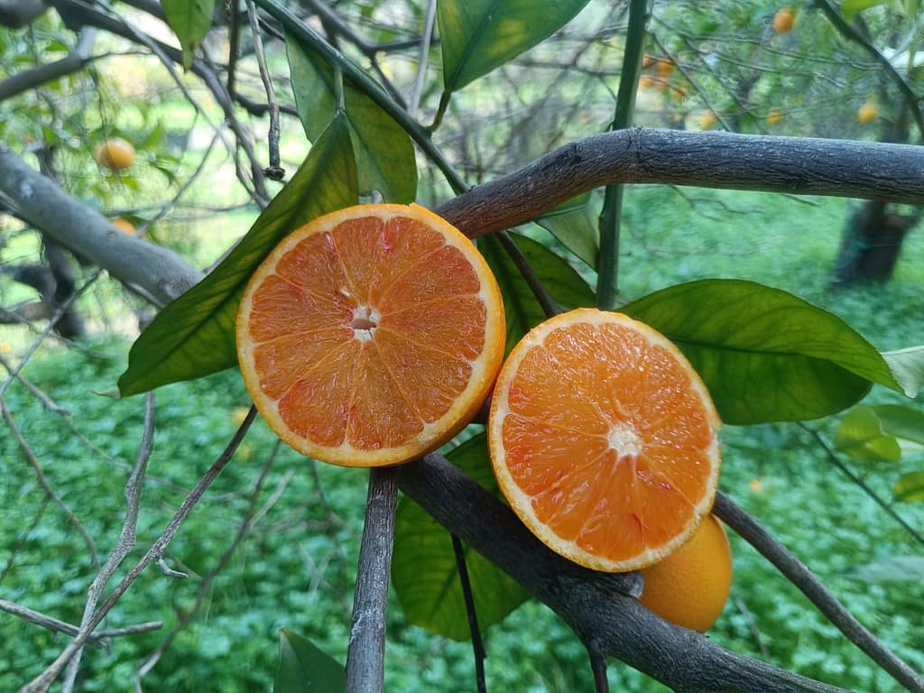 Azienda_Agricola_Ciricò (5)