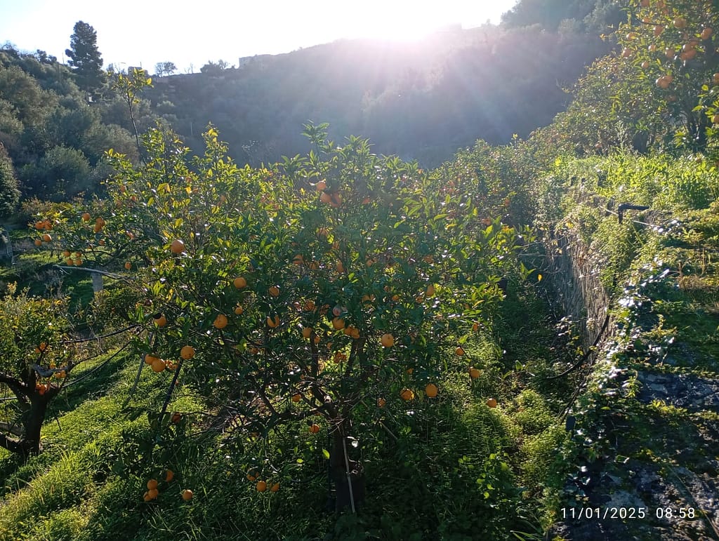 Azienda Agricola Brancato (2)