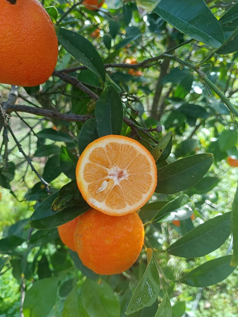 Azienda_Agricola_Ciricò (1)