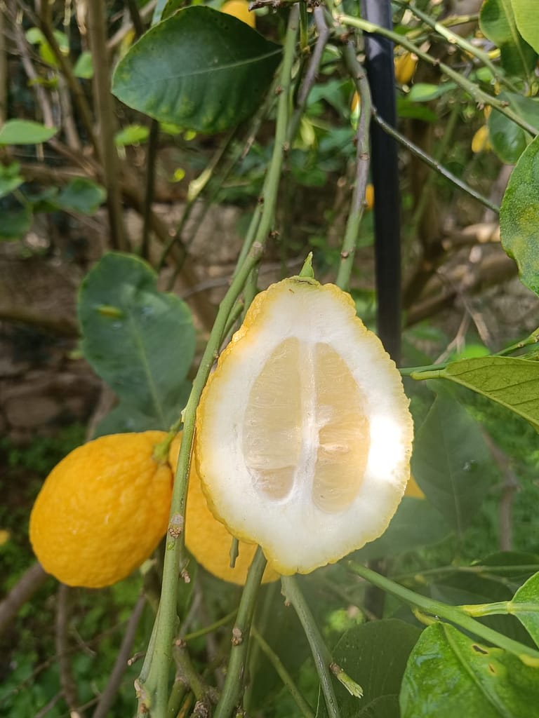 Azienda_Agricola_Ciricò (2)