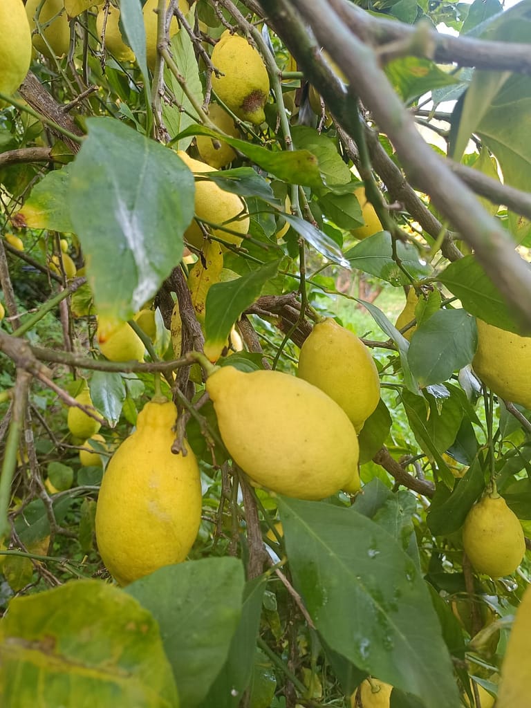 Azienda_Agricola_Ciricò (4)