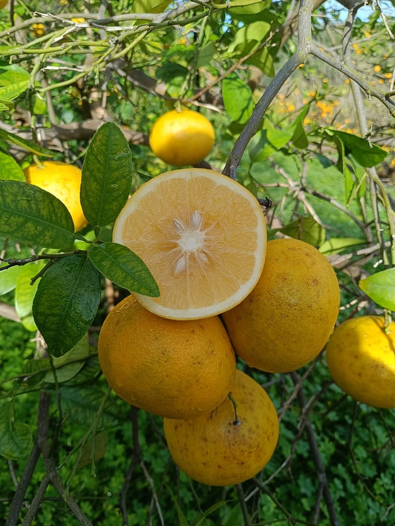 Azienda_Agricola_Ciricò (6)