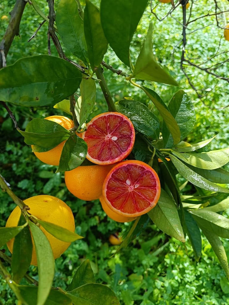 Azienda_Agricola_Ciricò (7)