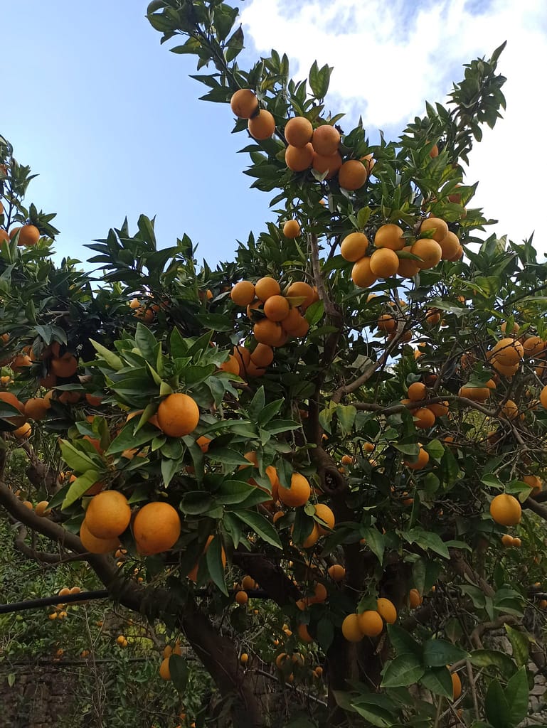 Azienda Agricola Brancato (1)